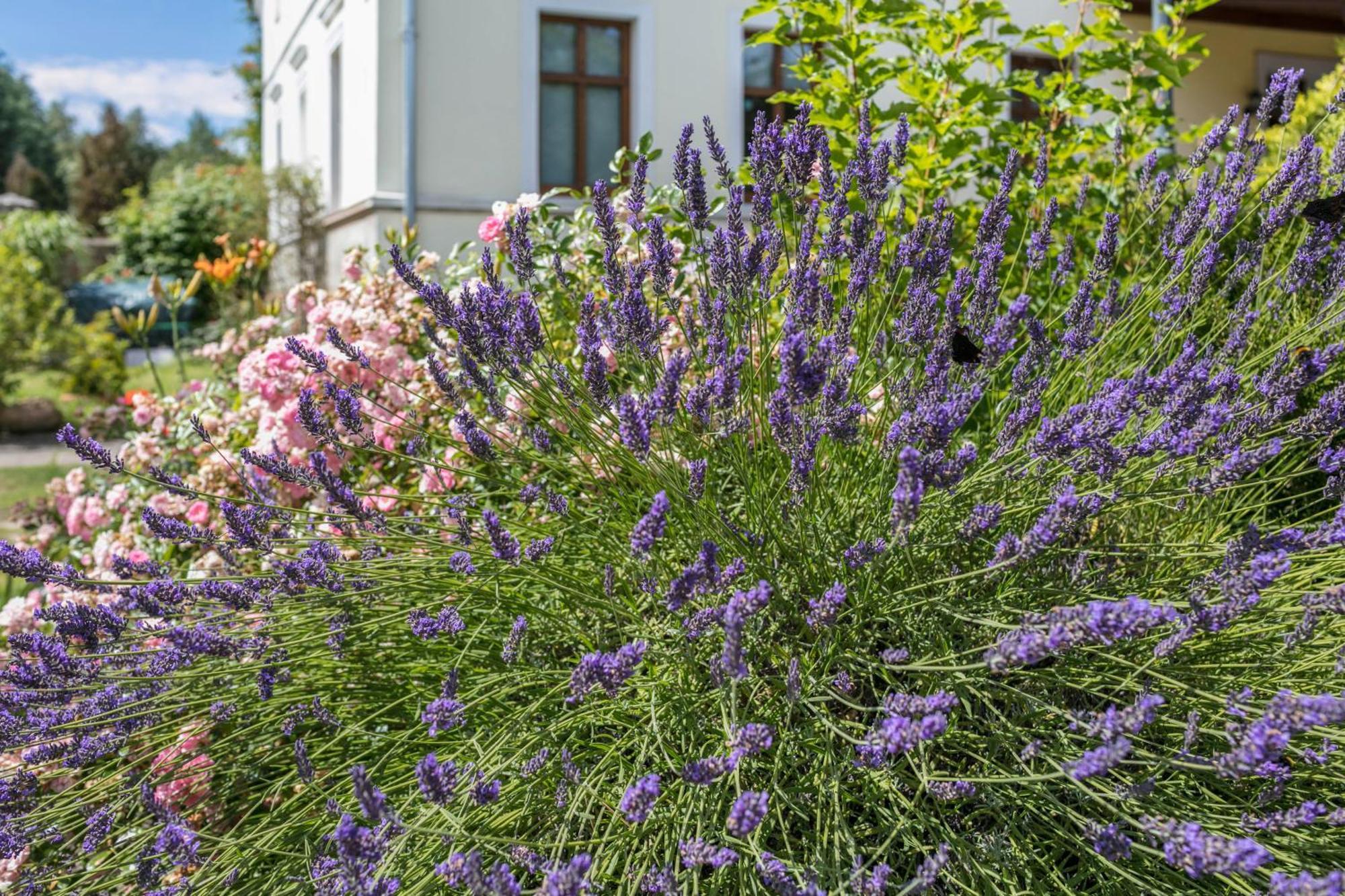 Klosterheide Ferienwohnung Mit Grossem Garten מראה חיצוני תמונה